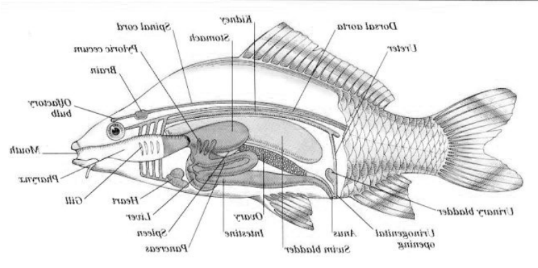 Mengenal Anatomi Pada Beberapa Hewan