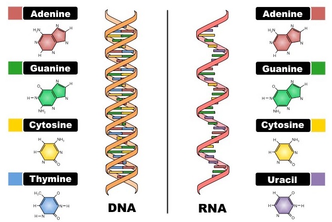 Perbedaan DNA Dengan RNA Yang Perlu Diketahui