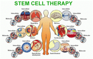 Penggunaan Stem Cell Dalam Bidang Kesehatan